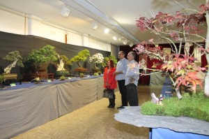 expo_bonsais