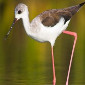 semana_aves_85