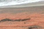 gambas_playa267