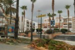 poda_palmeras267