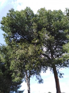 procesionaria