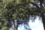 procesionaria267