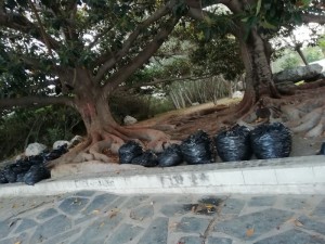 limpieza_parques2