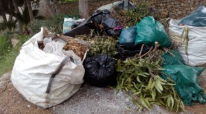 Residuos de poda 1_800