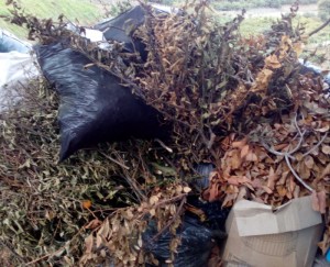 Residuos de poda_800