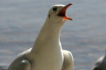 Avistamiento de aves_267