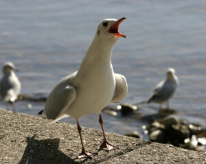 Avistamiento de aves_800