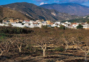 repoblacion_arboles_lobres_800