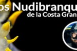 nudibranquios_267